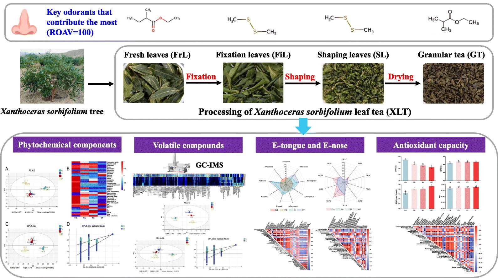 兰州理工大学科研团队在文冠果茶加工品质研究中取得新进展